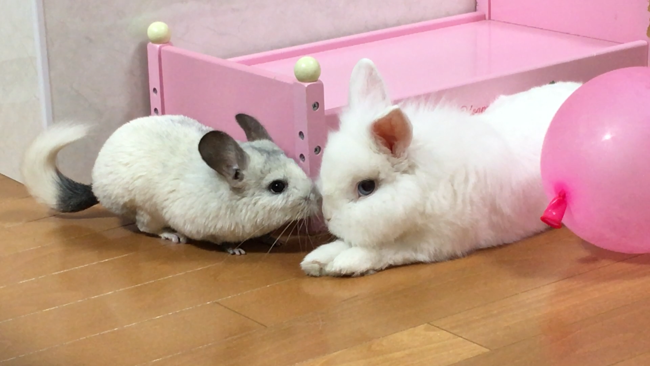 ペットたちが一晩で面白い事をしてくれます 風船モコちゃんねる