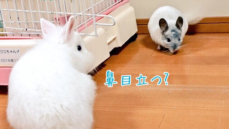 うさぎの鼻がハゲた 風船モコちゃんねる