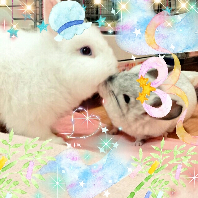 うさぎとチンチラの熱いキス 風船モコちゃんねる うさぎとチンチラの熱いキス 風船モコちゃんねる