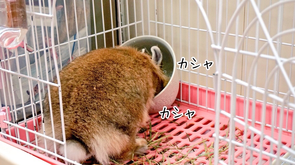 妊娠初期うさぎの行動 風船モコちゃんねる