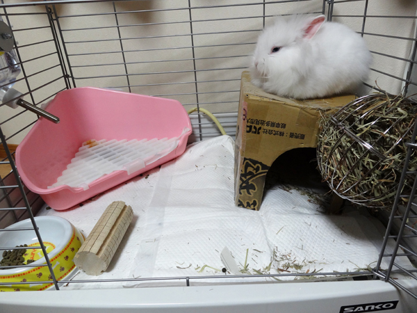 子ウサギは トイレを覚える 風船モコちゃんねる