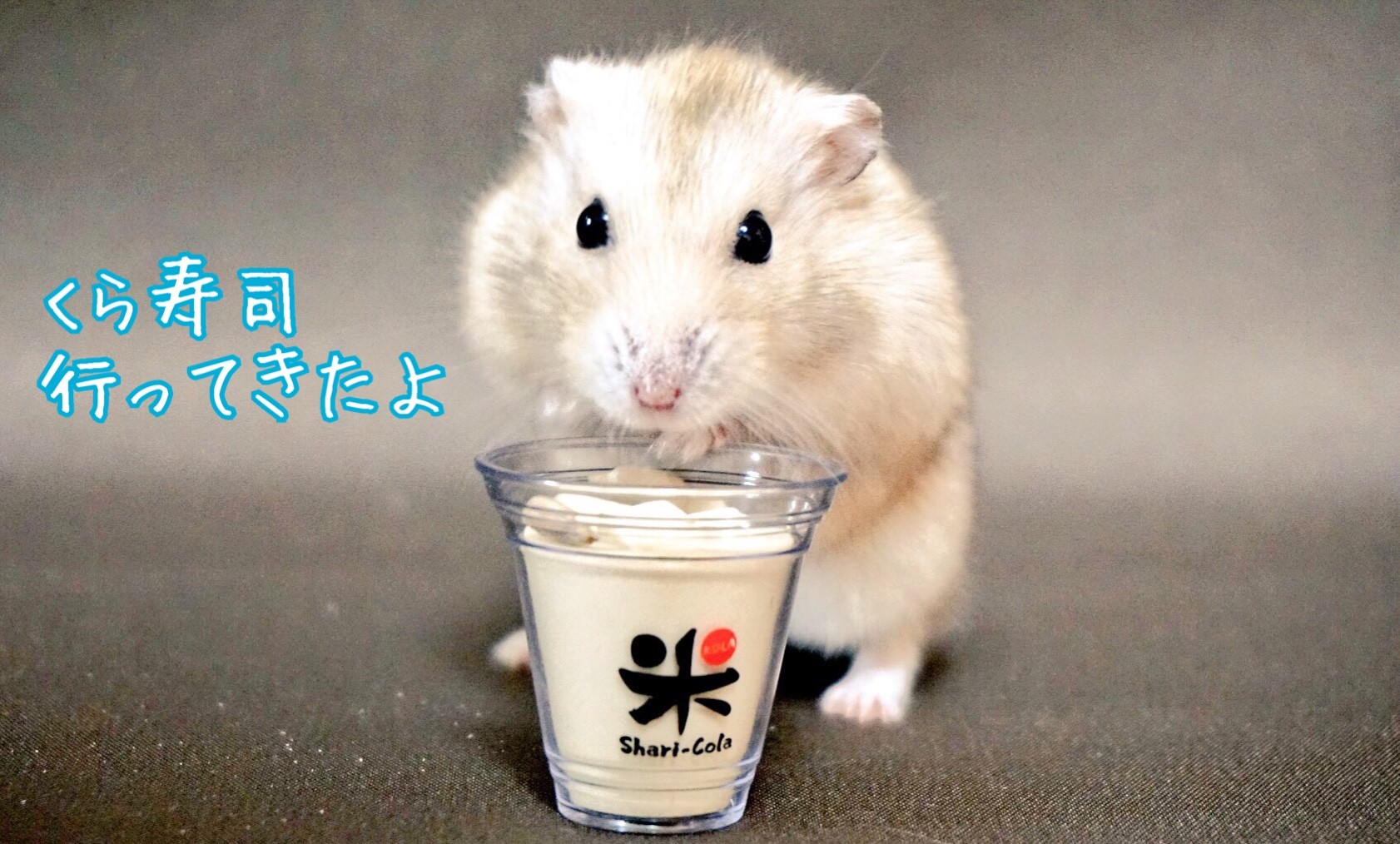 ハムスターサイズのくら寿司シャリコーラ 風船モコちゃんねる