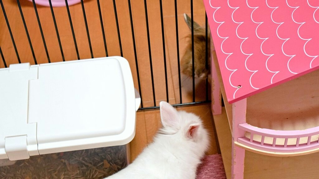 うさぎに犬用フェンスと猫用爪とぎを見せた 風船モコちゃんねる うさぎに犬用フェンスと猫用爪とぎを見せた 風船モコちゃんねる