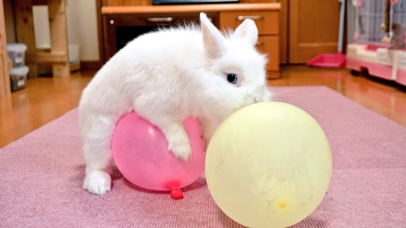 風船を割らない方法講座 風船モコちゃんねる