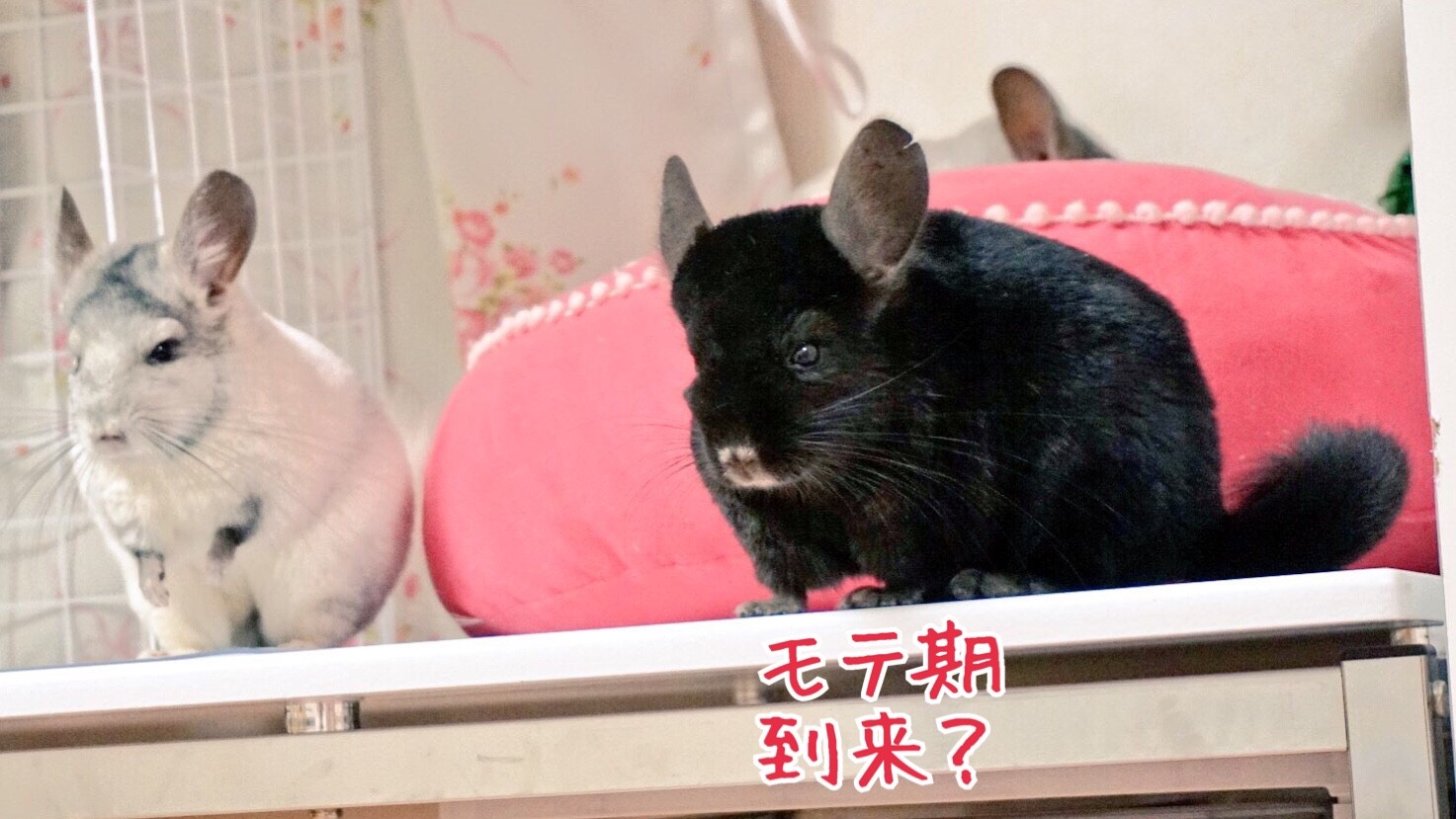 チンチラ3匹幸せなkiss 風船モコちゃんねる チンチラ3匹幸せなkiss 風船モコちゃんねる