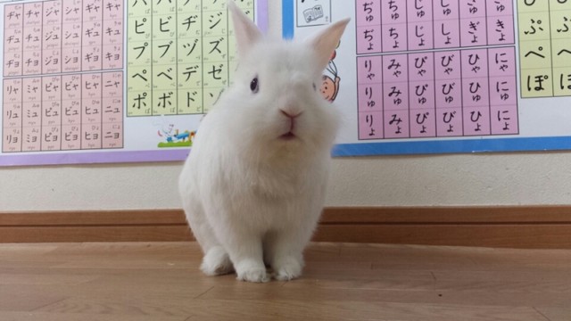 足ダン初体験2才4ヶ月うさぎ 風船モコちゃんねる 足ダン初体験2才4ヶ月うさぎ 風船モコちゃんねる