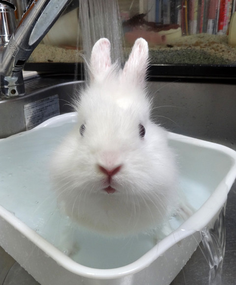 ウサギのモコちゃん入浴シーン 風船モコちゃんねる