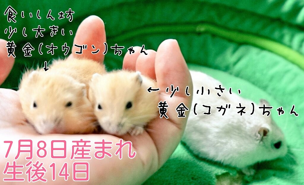 ハムスターの赤ちゃん性別 風船モコちゃんねる ハムスターの赤ちゃん性別 風船モコちゃんねる