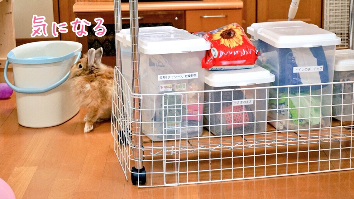 覗くうさぎ 風船モコちゃんねる