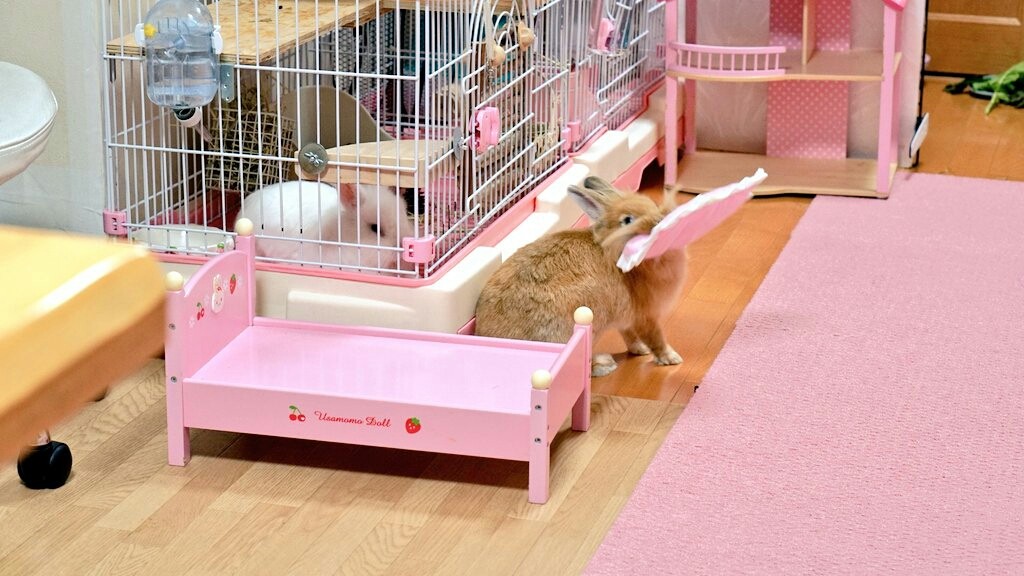 うさぎ想像妊娠巣作り映像 風船モコちゃんねる