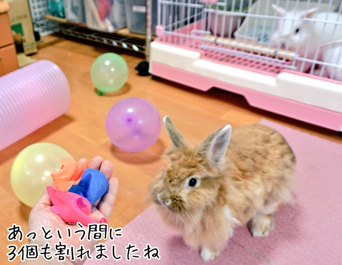 うさぎムギちゃんの迫力 風船モコちゃんねる うさぎムギちゃんの迫力 風船モコちゃんねる