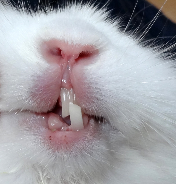 ウサギの歯が抜けた 風船モコちゃんねる ウサギの歯が抜けた 風船モコちゃんねる