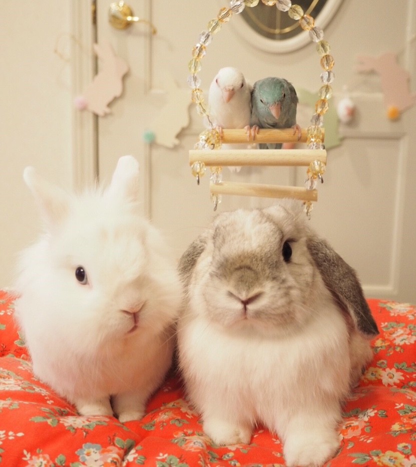 うさぎのかわいい写真 小鳥とうさぎ 風船モコちゃんねる うさぎのかわいい写真 小鳥とうさぎ 風船モコちゃんねる