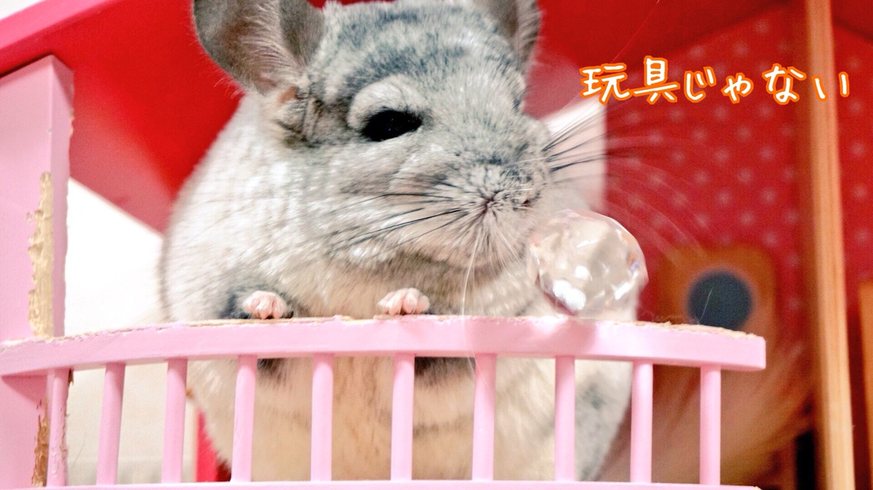 チンチラ達の楽しい時間 風船モコちゃんねる チンチラ達の楽しい時間 風船モコちゃんねる