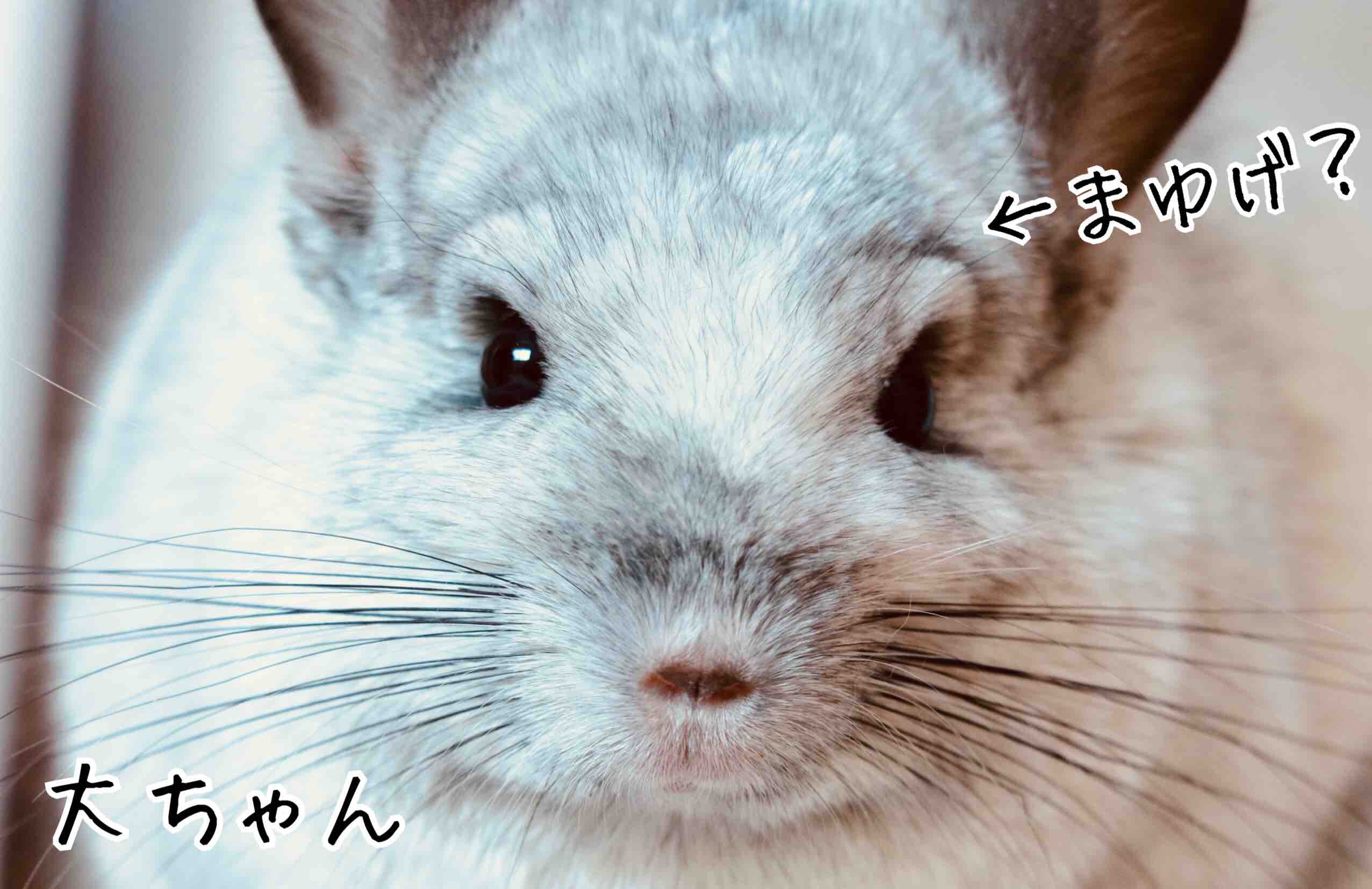 眉毛のあるチンチラ 風船モコちゃんねる 眉毛のあるチンチラ 風船モコちゃんねる