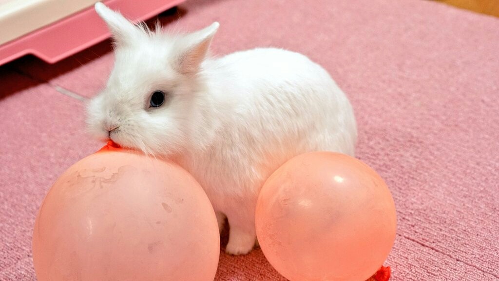 うさぎのイタズラにチンチラが迷惑する 風船モコちゃんねる