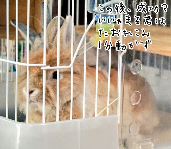 交尾 風船モコちゃんねる 交尾 風船モコちゃんねる