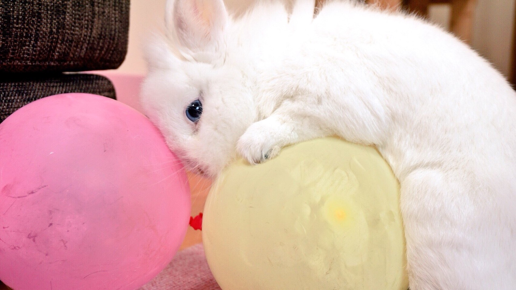 風船を割らない方法講座 風船モコちゃんねる