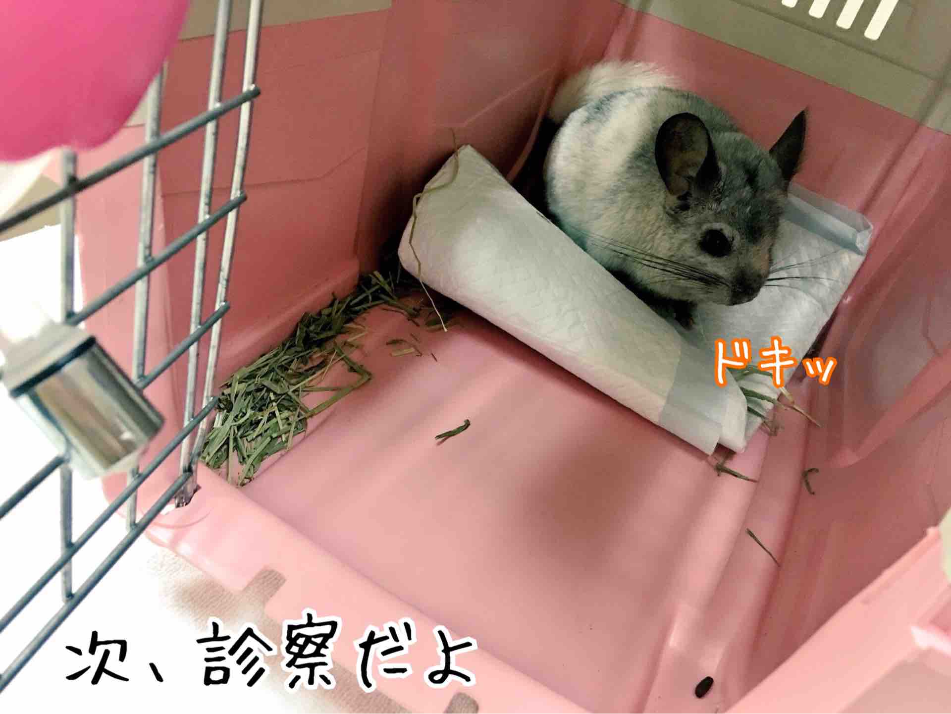 チンチラ大ちゃん病院嫌い 風船モコちゃんねる チンチラ大ちゃん病院嫌い 風船モコちゃんねる