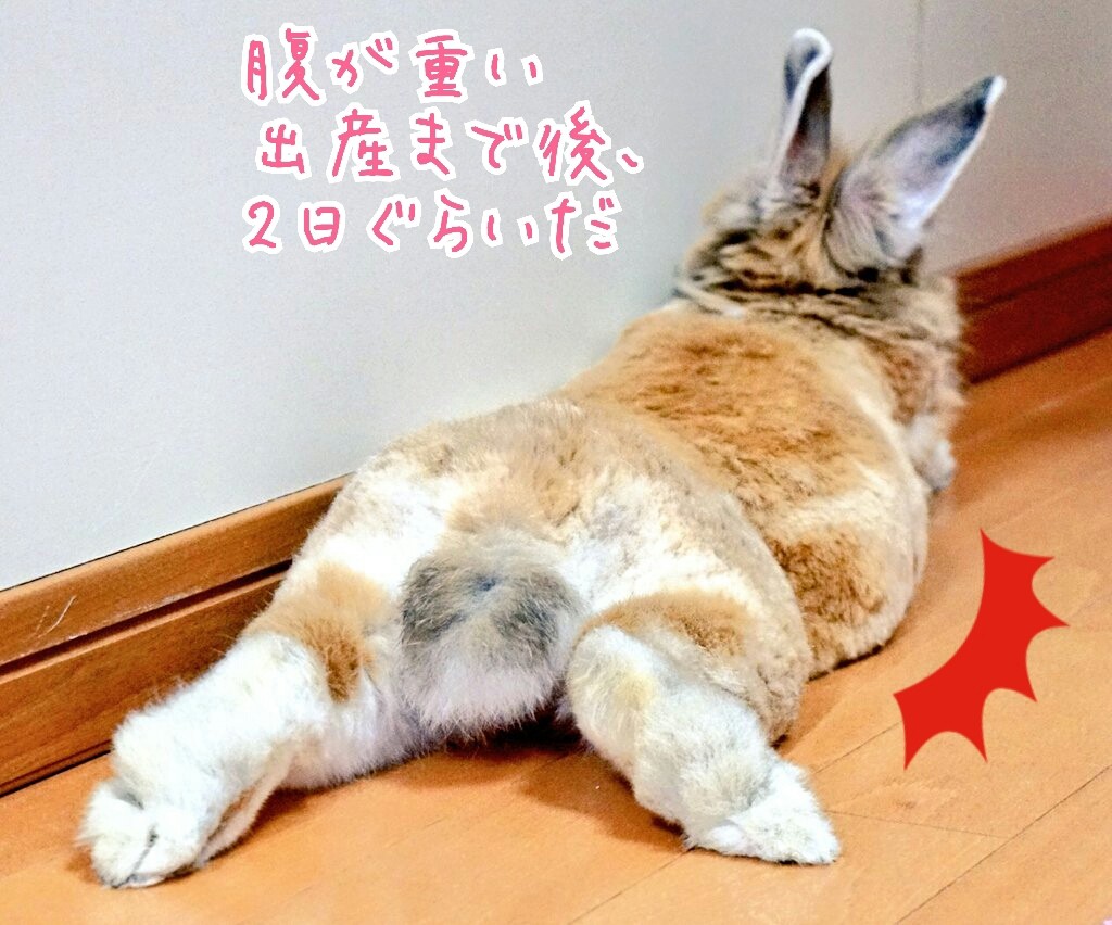 うさぎと一緒に眠くなる 風船モコちゃんねる