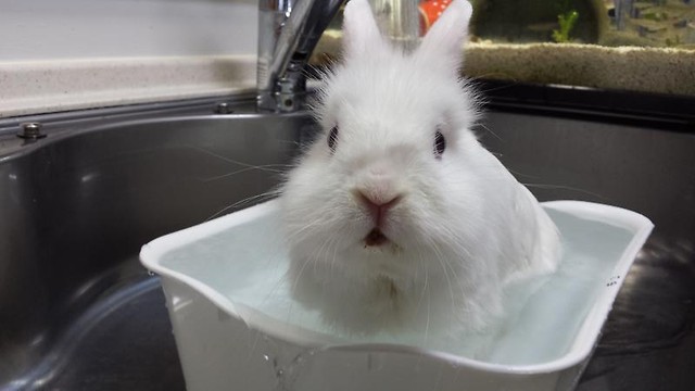 ブサイクにされたウサギ 風船モコちゃんねる ブサイクにされたウサギ 風船モコちゃんねる