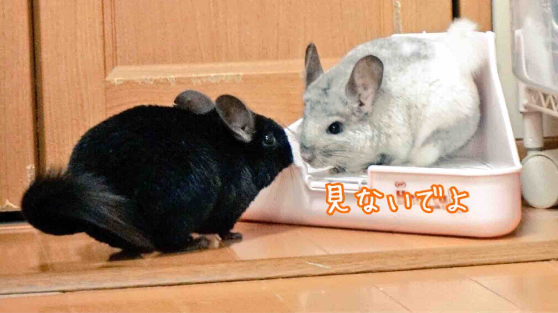 チンチラギャング トイレをのぞく 風船モコちゃんねる