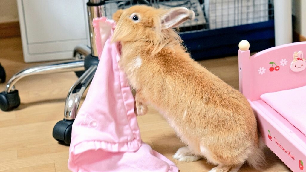 うさぎ想像妊娠巣作り映像 風船モコちゃんねる