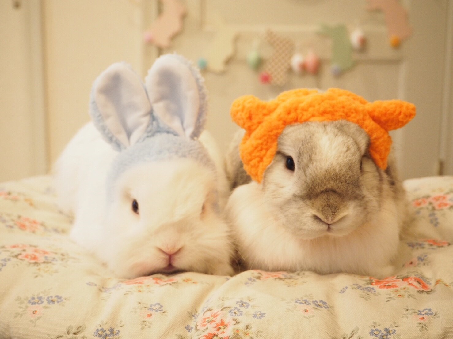 うさぎのかわいい写真 羊とうさぎ 風船モコちゃんねる うさぎのかわいい写真 羊とうさぎ 風船モコちゃんねる