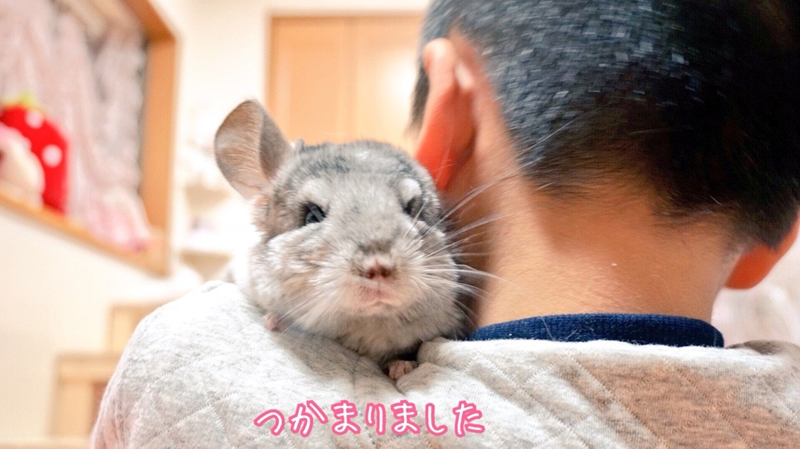 チンチラ大ちゃんふわふわです 風船モコちゃんねる チンチラ大ちゃんふわふわです 風船モコちゃんねる