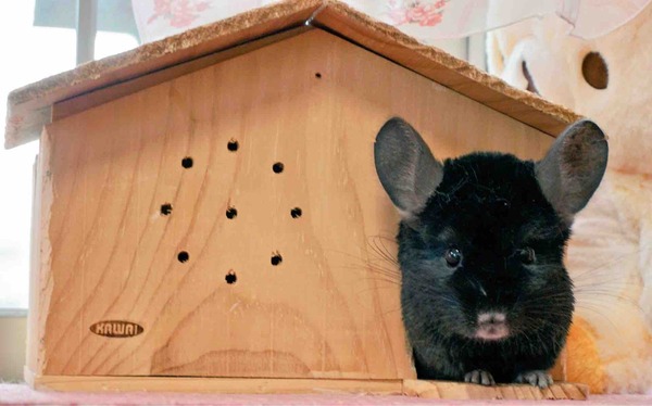 IMG_6492