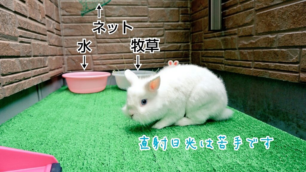 うさぎモコちゃんの日光浴 風船モコちゃんねる うさぎモコちゃんの日光浴 風船モコちゃんねる