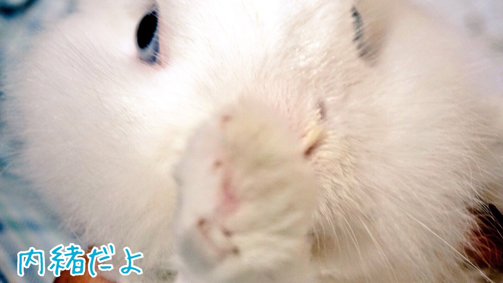 うさぎの鼻がハゲた 風船モコちゃんねる