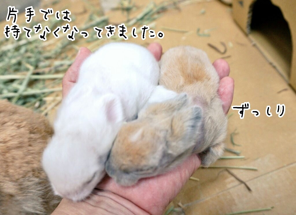 うさぎ赤ちゃん体重測定 風船モコちゃんねる うさぎ赤ちゃん体重測定 風船モコちゃんねる