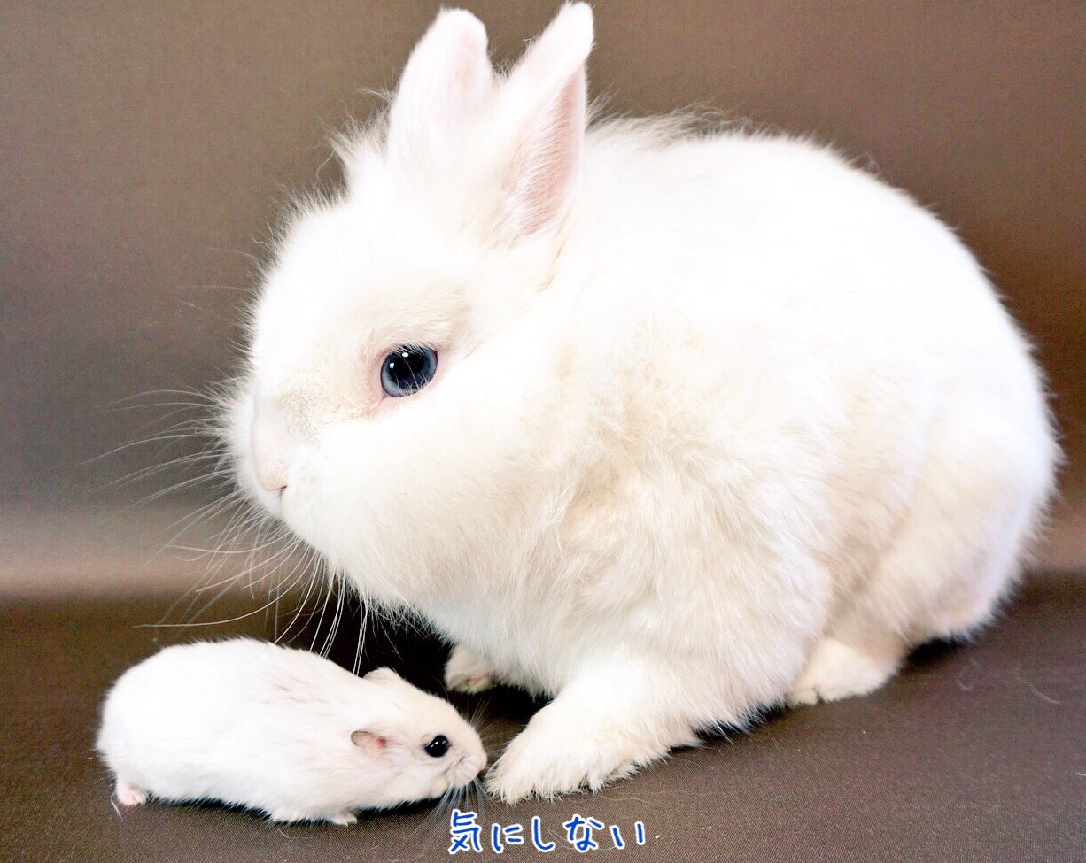 ふわふわウサギとハムスター 動画付き 風船モコちゃんねる ふわふわウサギとハムスター 動画付き 風船モコちゃんねる