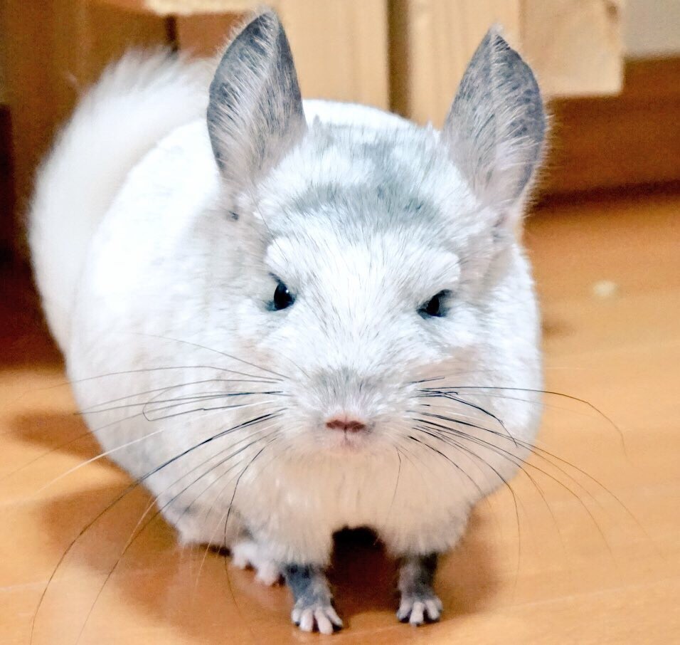 チンチラ群れでいる時の目の輝き 風船モコちゃんねる