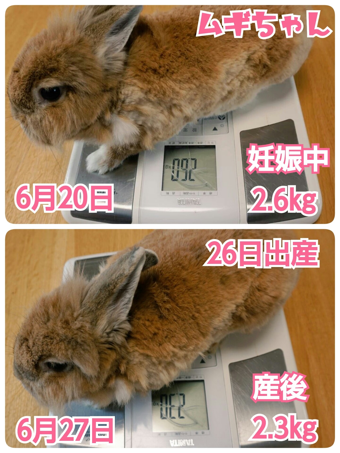 うさぎ妊娠中産後の体重 風船モコちゃんねる