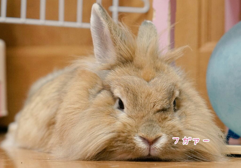 動物達の鼻ピクピク 口パクパク 風船モコちゃんねる 動物達の鼻ピクピク 口パクパク 風船モコちゃんねる