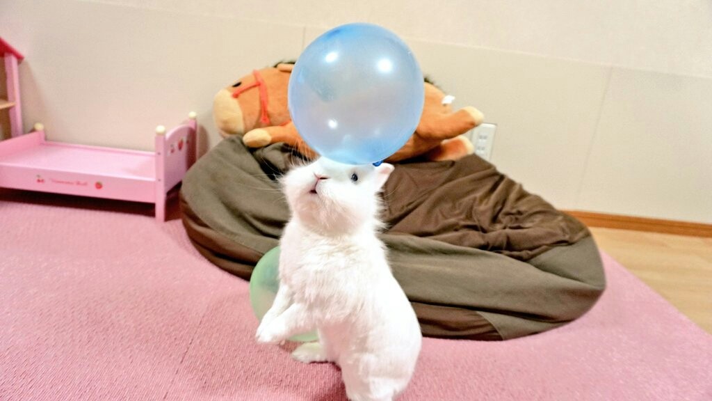 うさぎの隠し芸2 風船モコちゃんねる