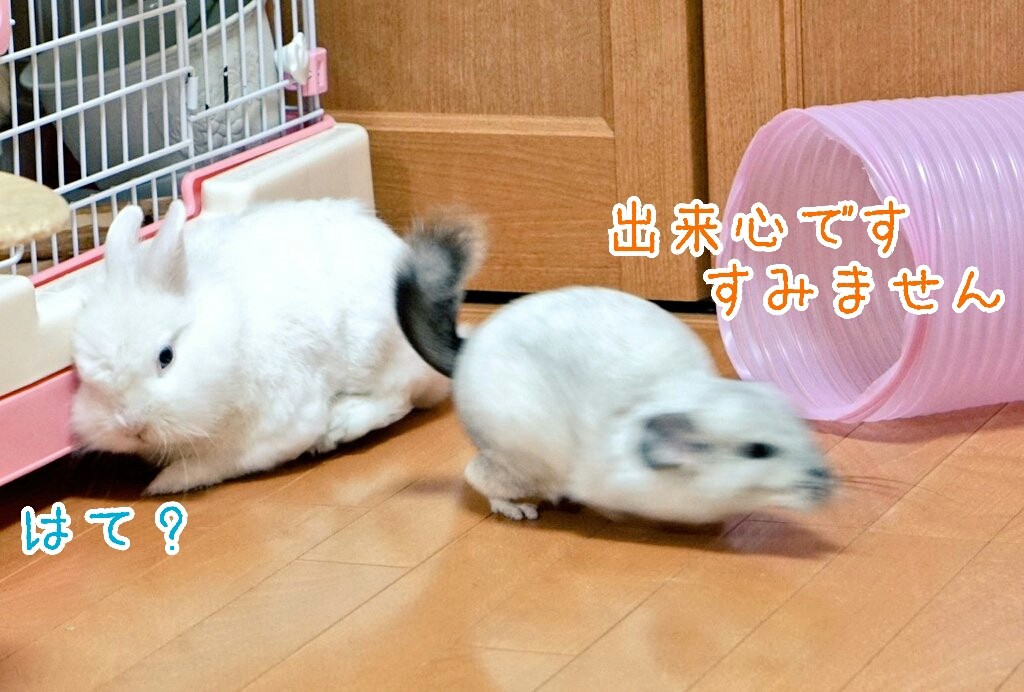 うさぎの背中に乗るチンチラの一部始終 風船モコちゃんねる