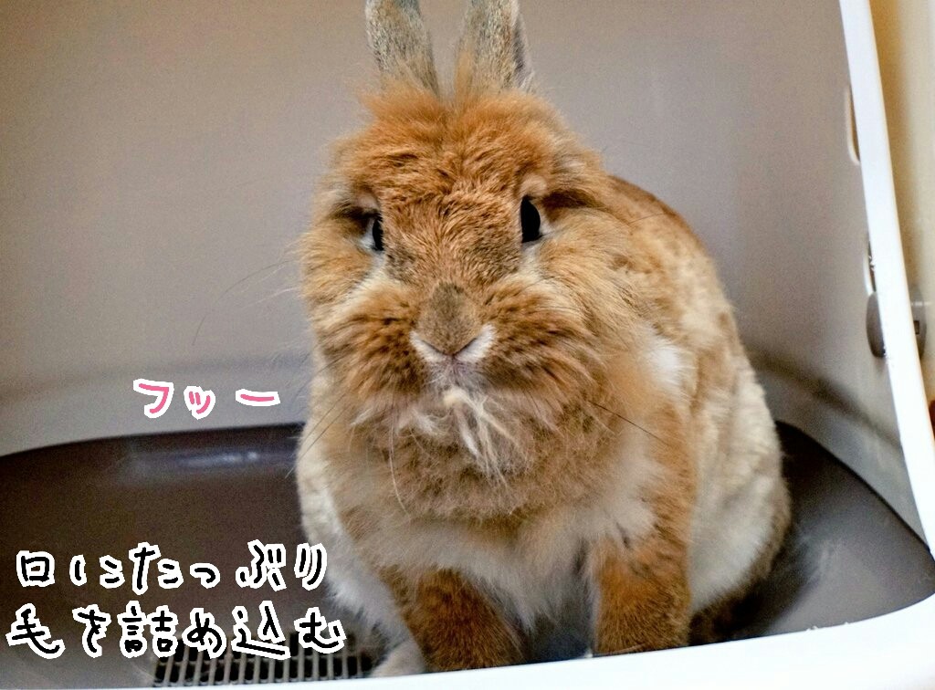 うさぎ妊娠中産後の体重 風船モコちゃんねる