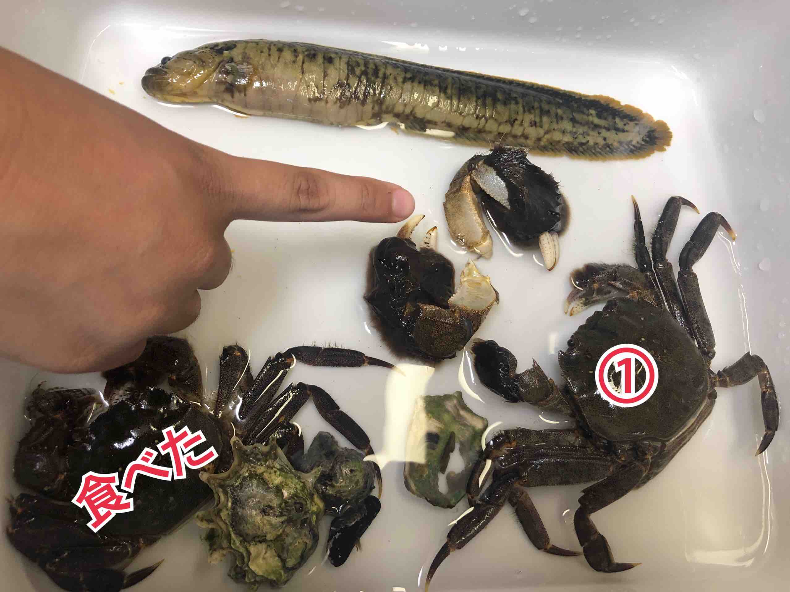 カニが我が家で脱走し見つからない 風船モコちゃんねる