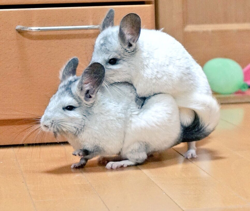 私は見ていた 風船モコちゃんねる 私は見ていた 風船モコちゃんねる