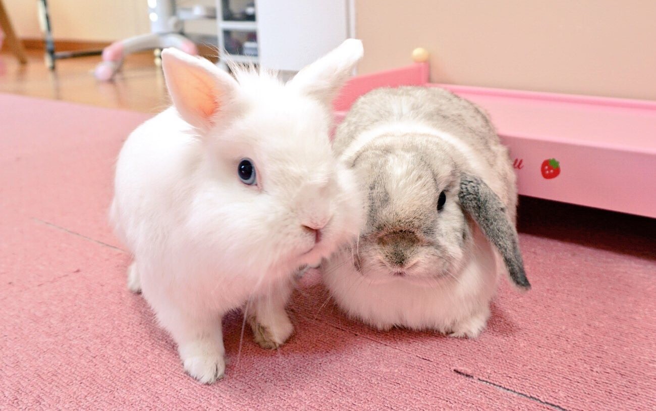 ポーズをとるうさぎ 風船モコちゃんねる ポーズをとるうさぎ 風船モコちゃんねる
