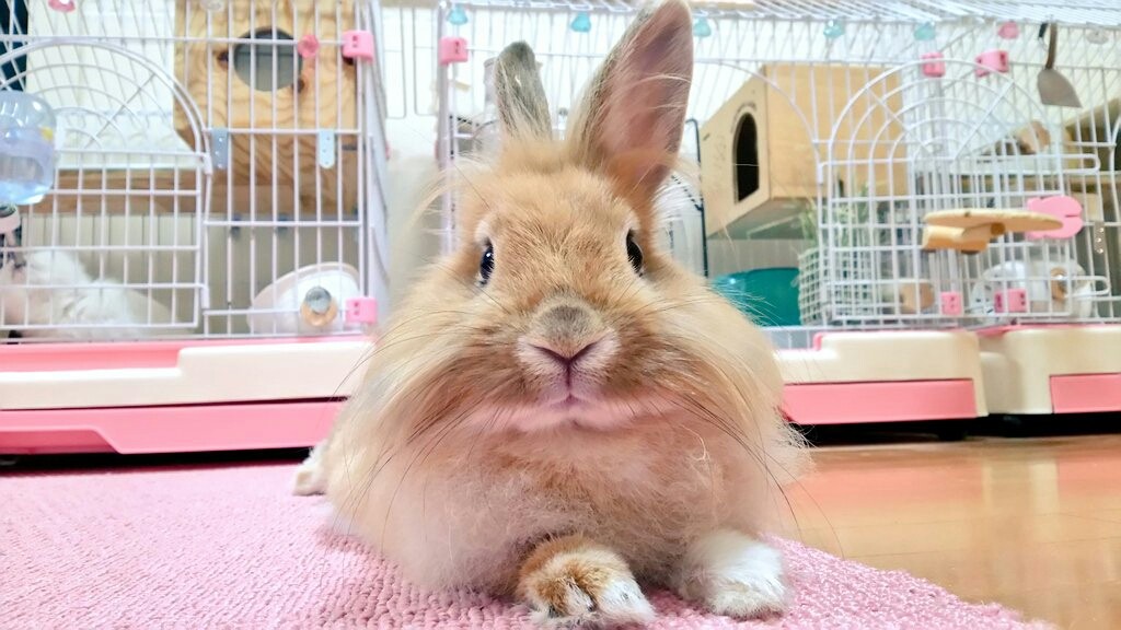 無防備なうさぎ達に癒されます 風船モコちゃんねる