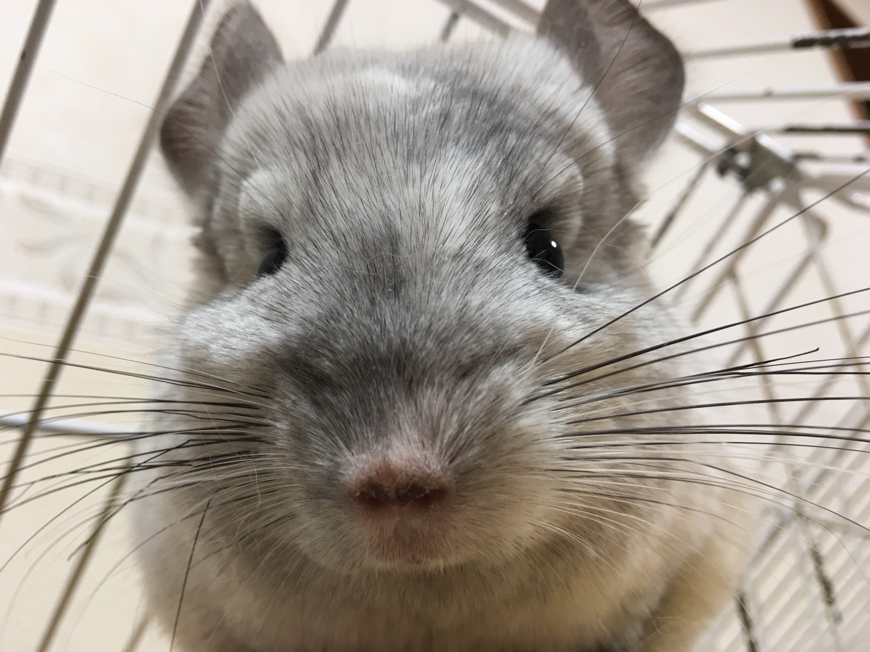 チンチラたちドアップだと誰だか分からない 風船モコちゃんねる