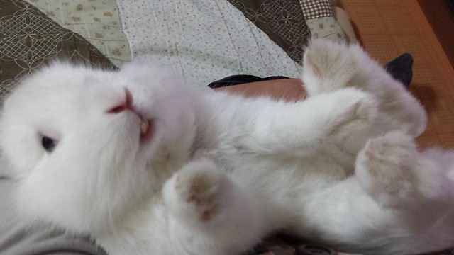 ウサギの写真 風船モコちゃんねる