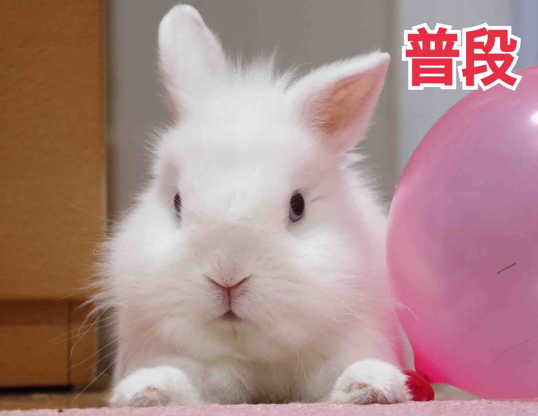 家のうさぎに風船を見せると目が大きくなる 風船モコちゃんねる 家のうさぎに風船を見せると目が大きくなる 風船モコちゃんねる