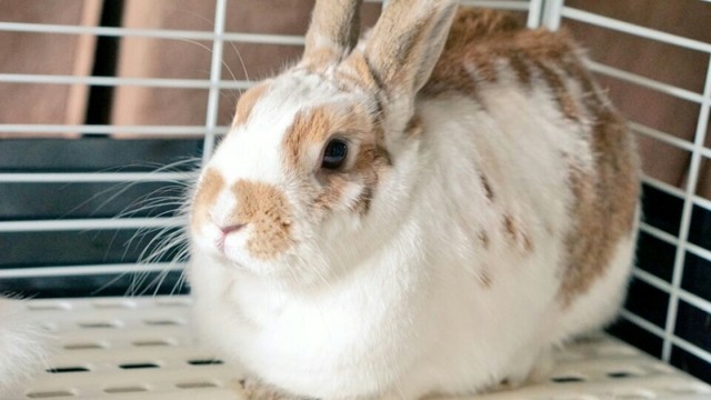 うさぎ臨月の奥さんと再会 風船モコちゃんねる