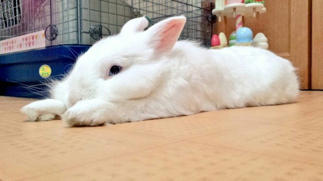 うさぎの変顔とカワイイ顔 風船モコちゃんねる うさぎの変顔とカワイイ顔 風船モコちゃんねる