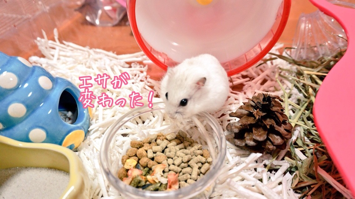 ハムスターエサと床材を現代風に 風船モコちゃんねる